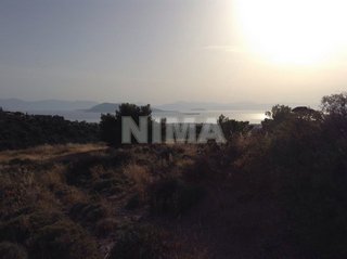 Land ( province ) for Sale -  Aegina, Islands